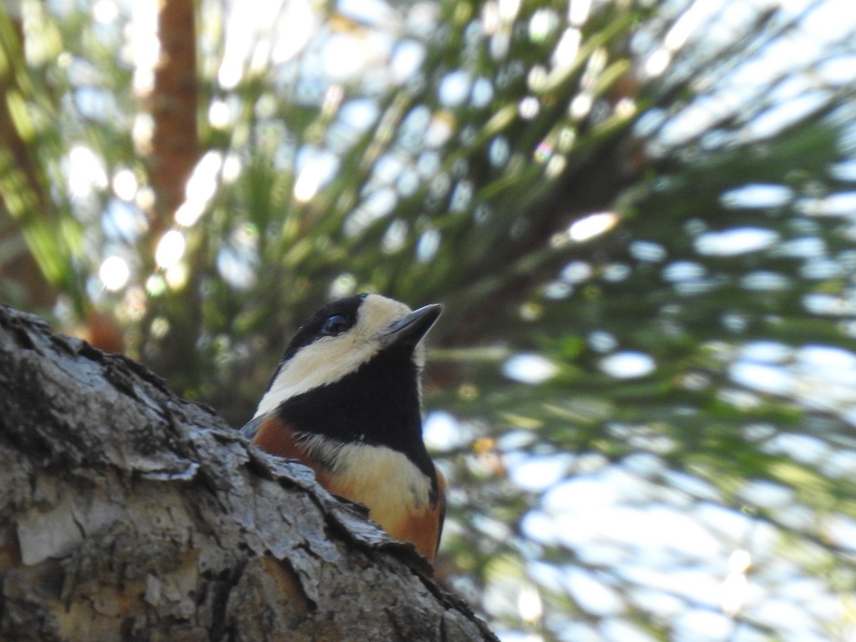 Гаїчка японська - ML646038520