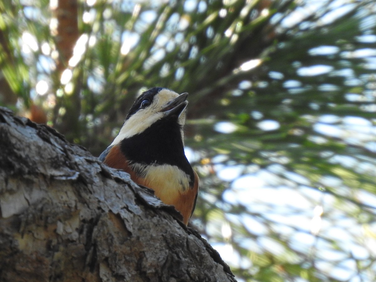 Гаїчка японська - ML646038521