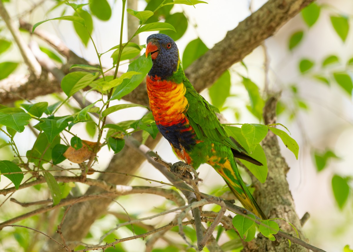 Rainbow Lorikeet - ML646038522