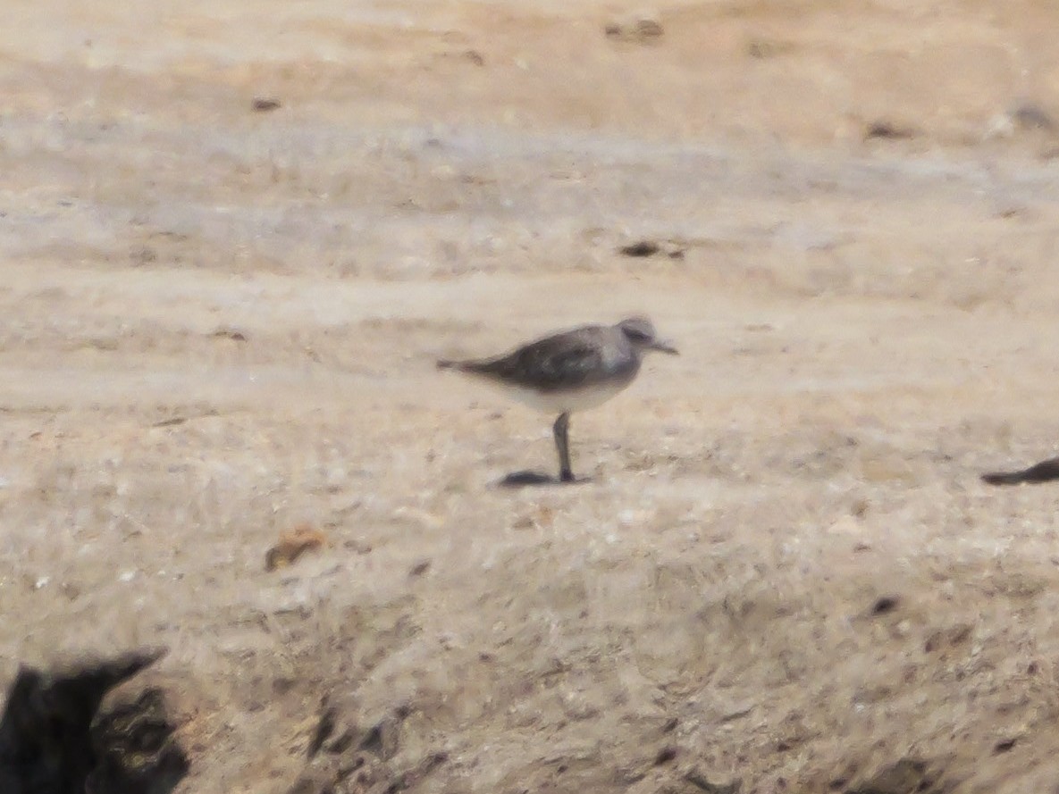 חופזי מנומר - ML646038524