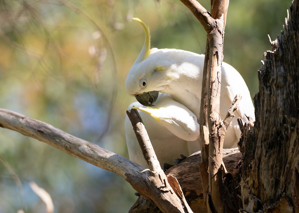 Sulphur-crested Cockatoo - ML646038526