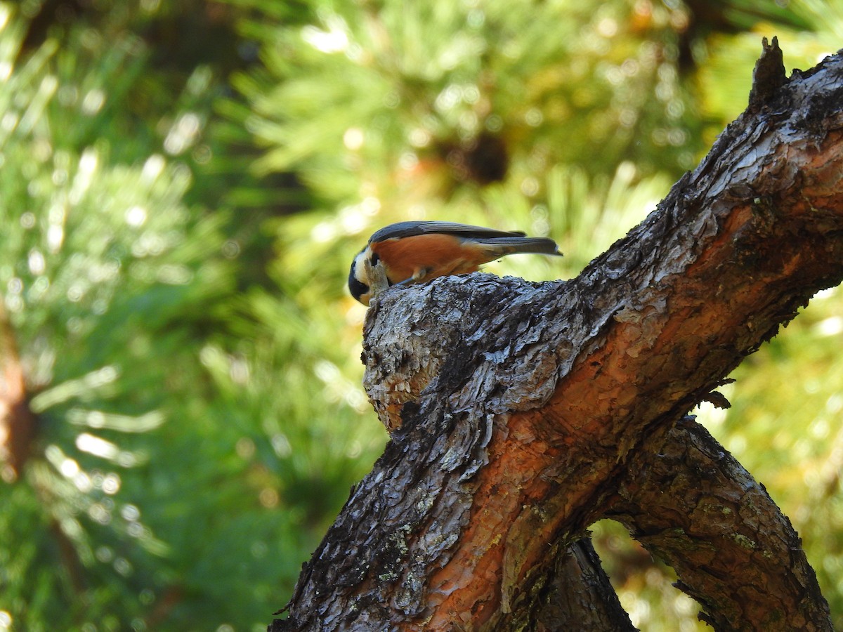 Гаїчка японська - ML646038527