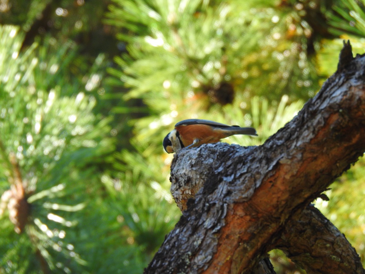 Гаїчка японська - ML646038528