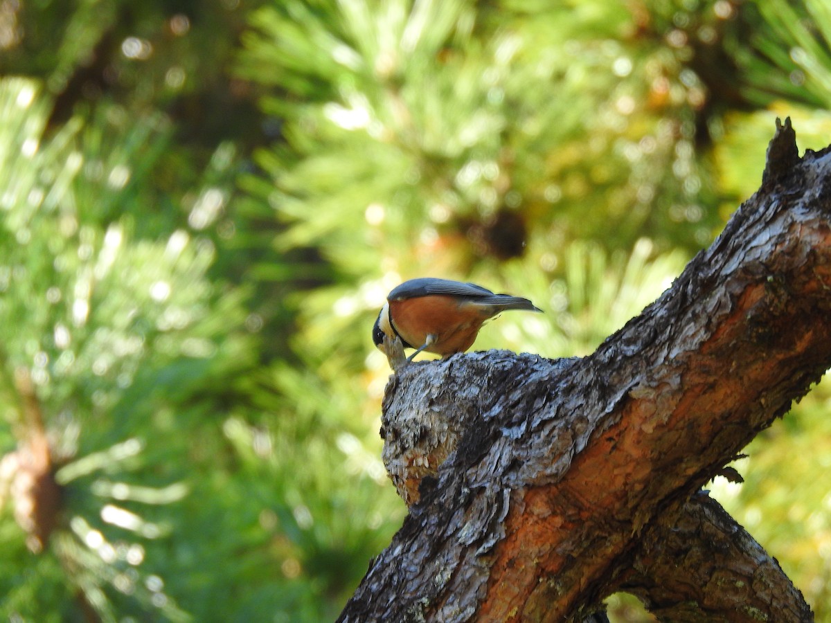 Гаїчка японська - ML646038530