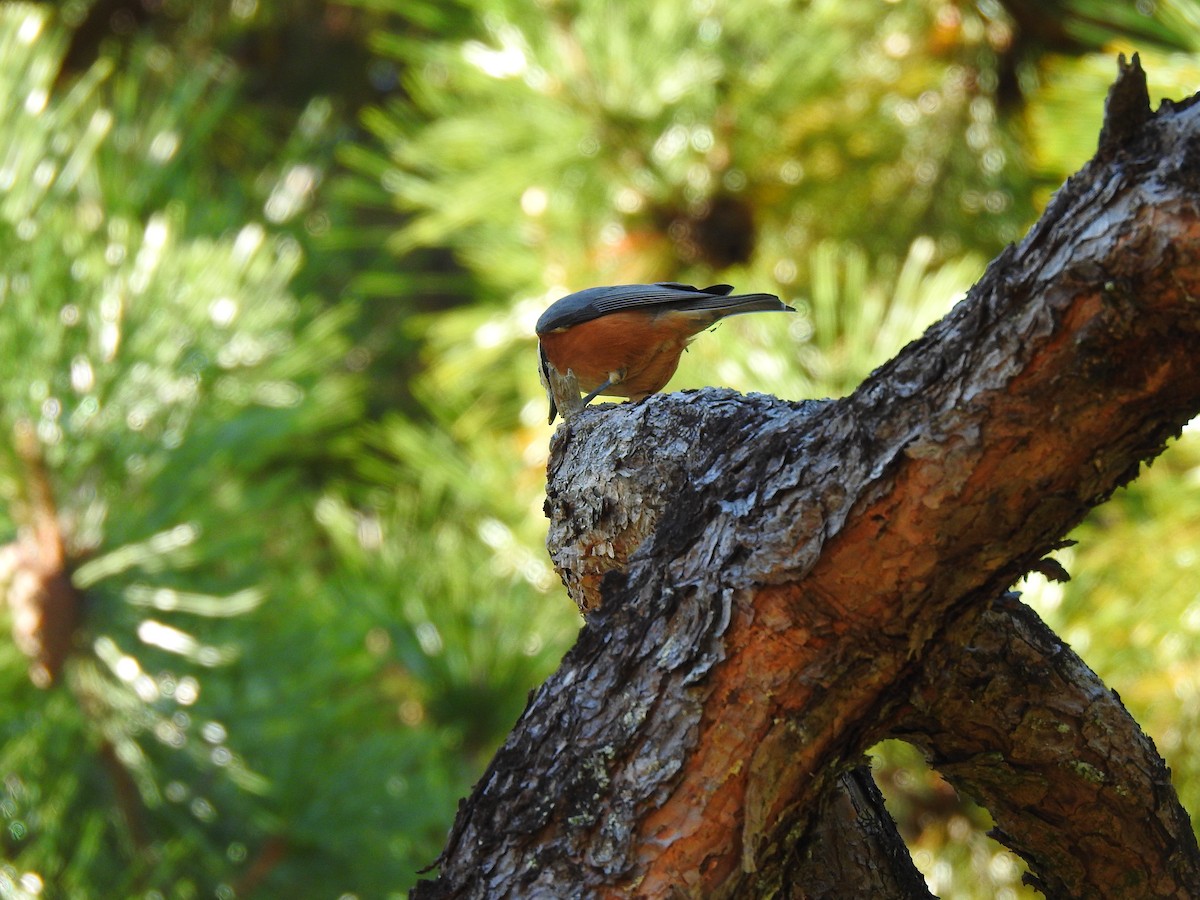 Гаїчка японська - ML646038531