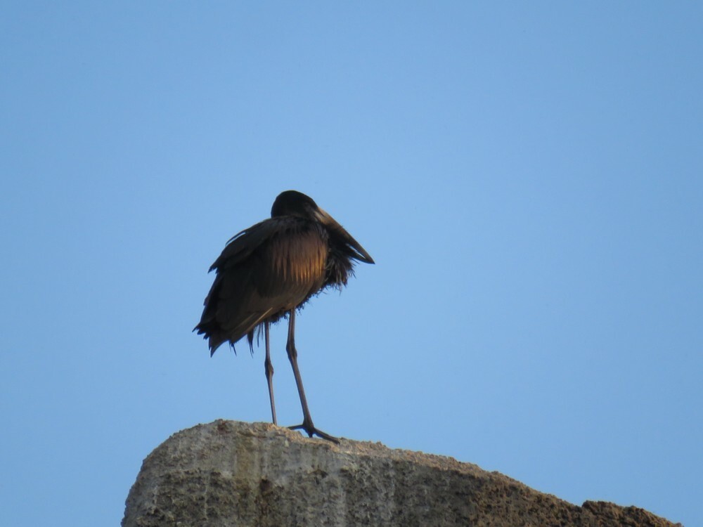 クロスキハシコウ - ML646038534