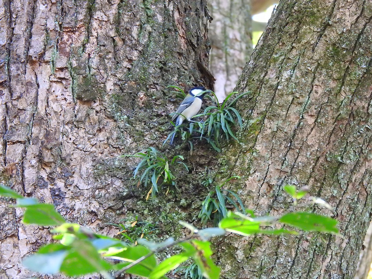 Asian Tit - ML646038536