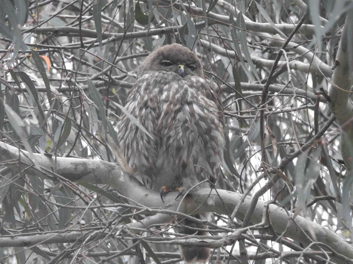 Barking Owl - ML646038537
