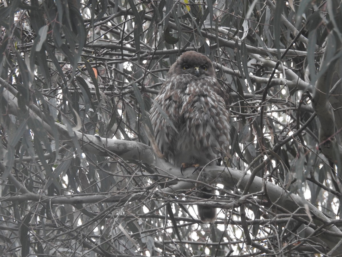Barking Owl - ML646038538