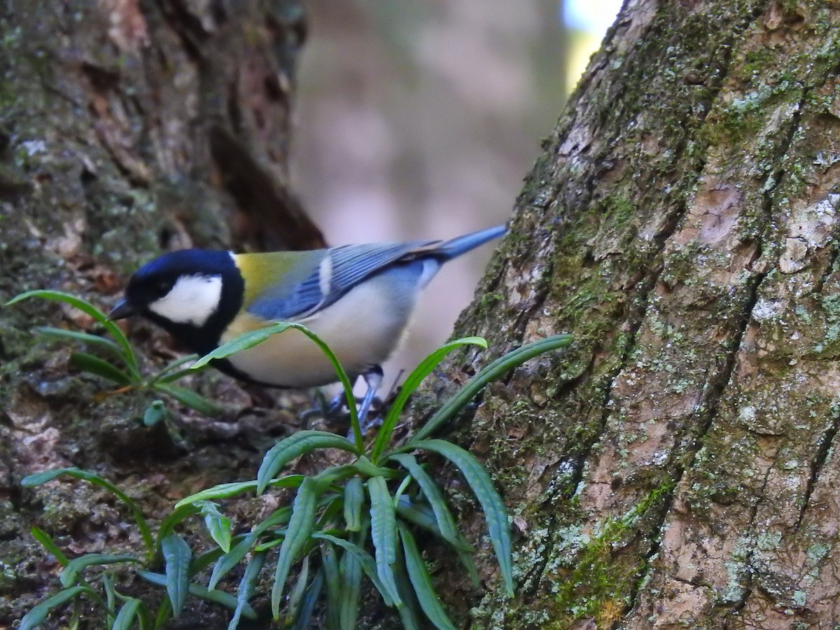 Asian Tit - ML646038542