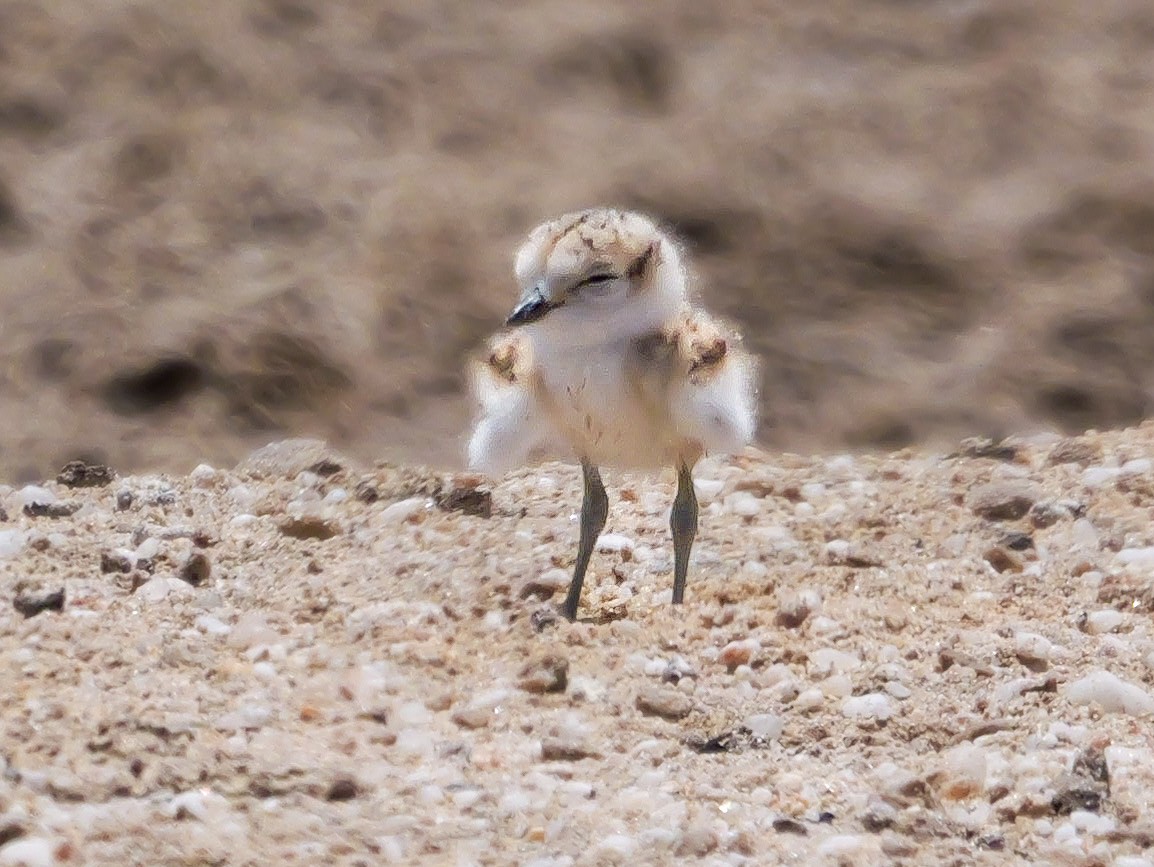 White-fronted Plover - ML646038543