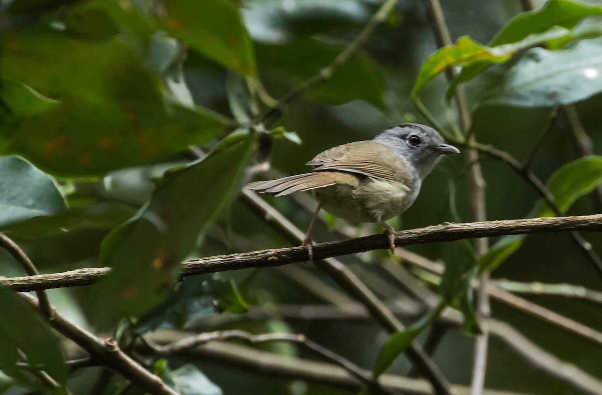 Malaienzweigdrossling - ML646038545