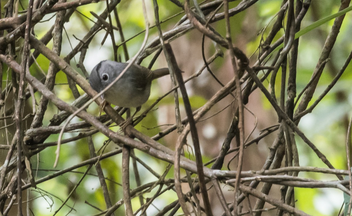 Malaienzweigdrossling - ML646038546