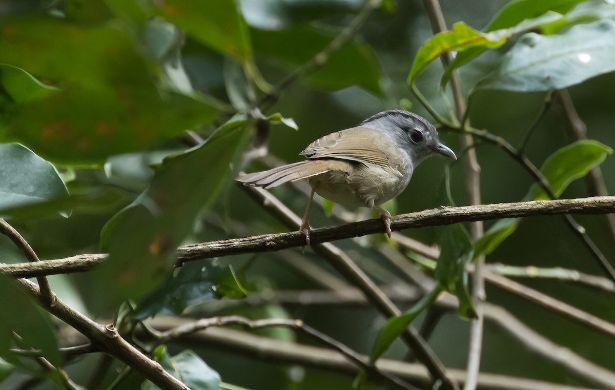 Malaienzweigdrossling - ML646038547