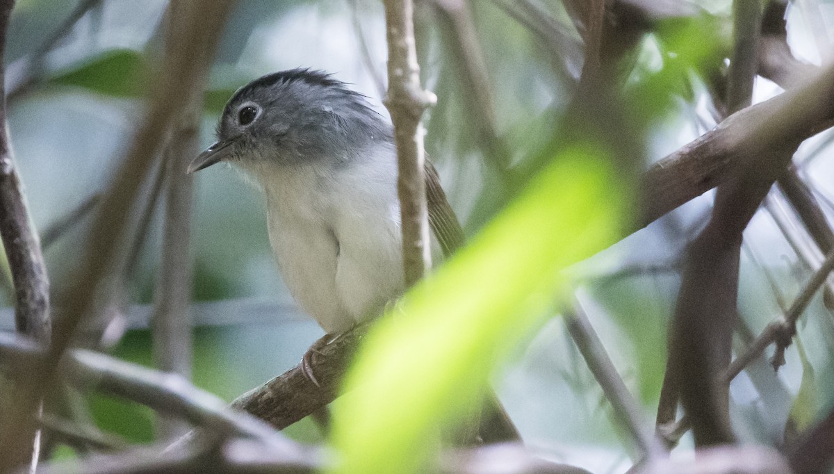 Malaienzweigdrossling - ML646038548