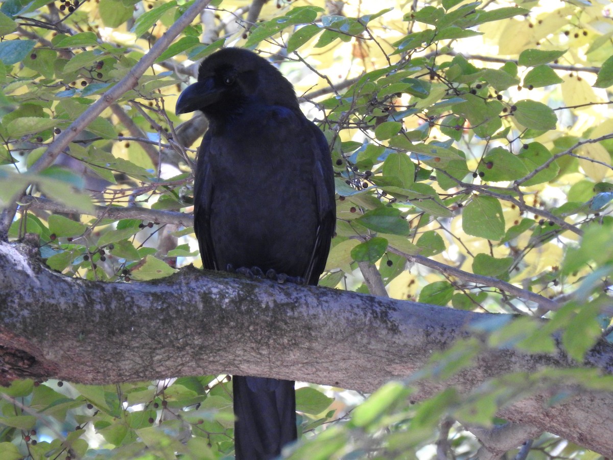 Ворона великодзьоба - ML646038550