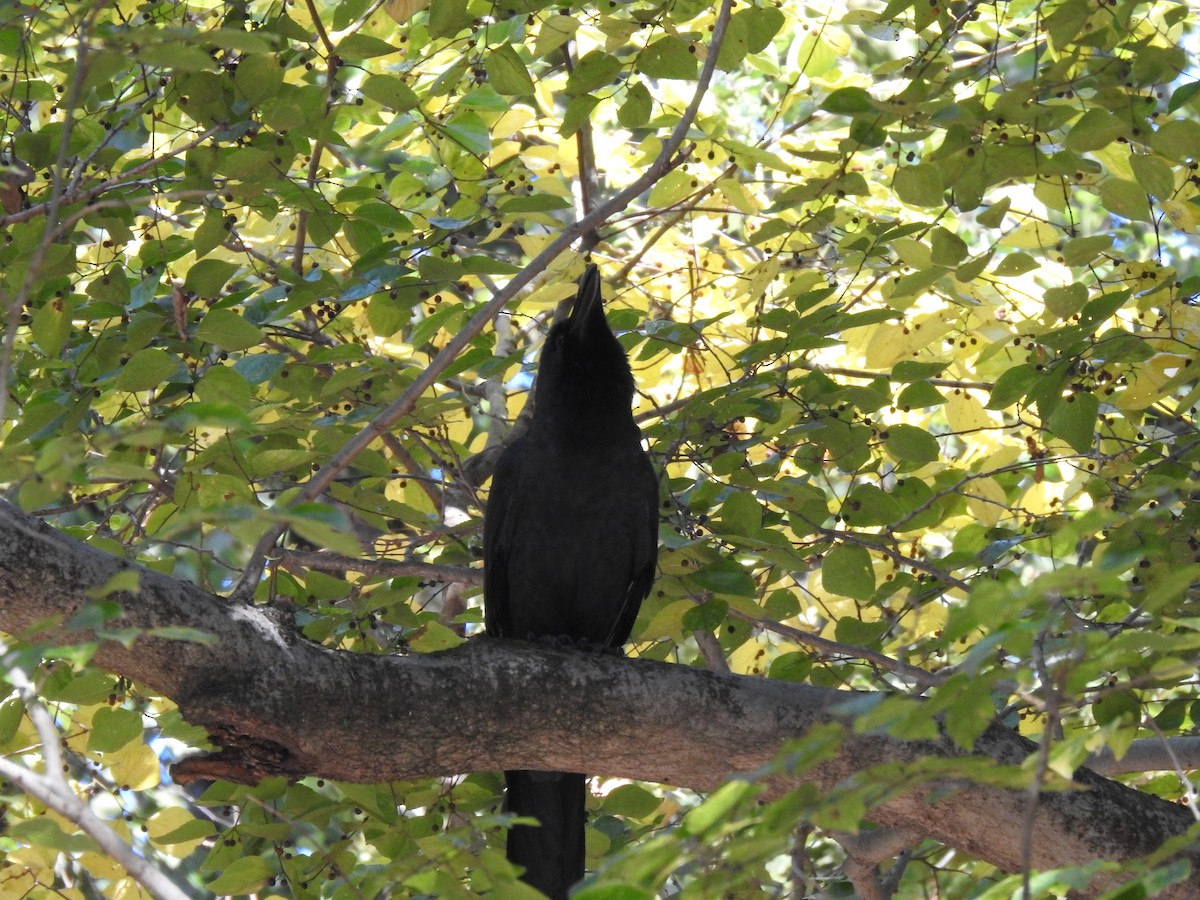 Ворона великодзьоба - ML646038551