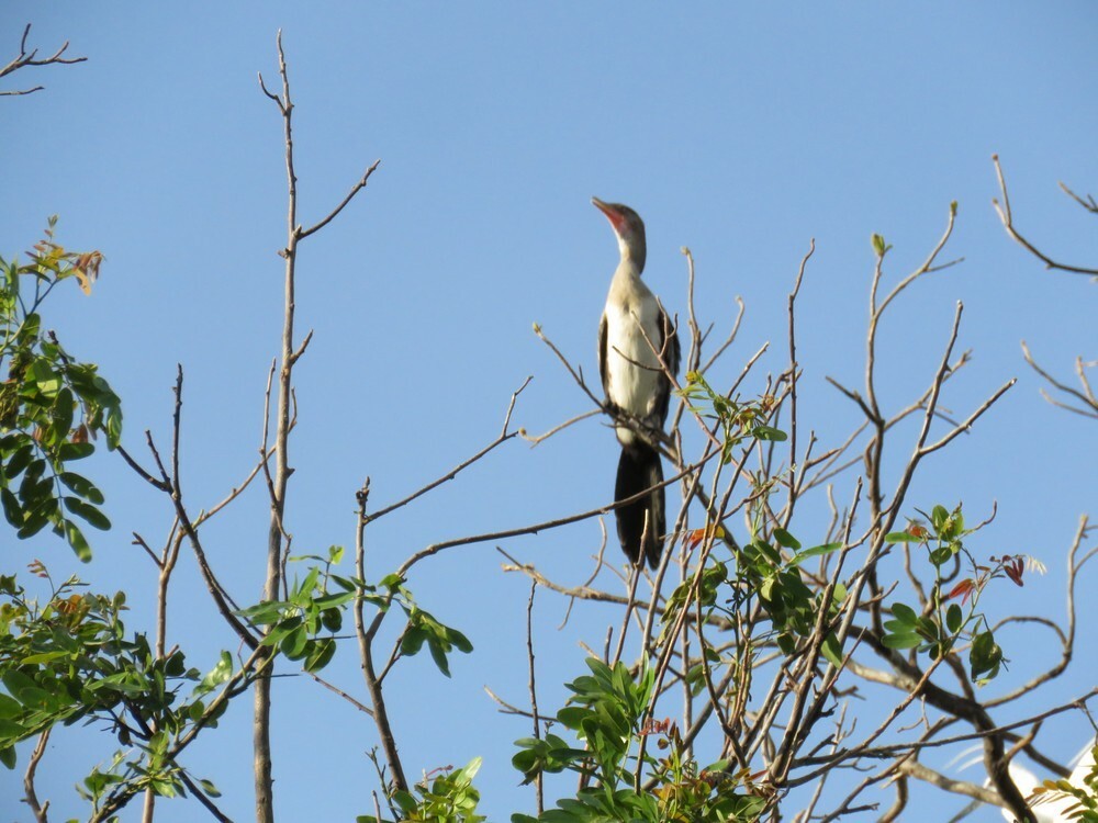 Riedscharbe - ML646038555