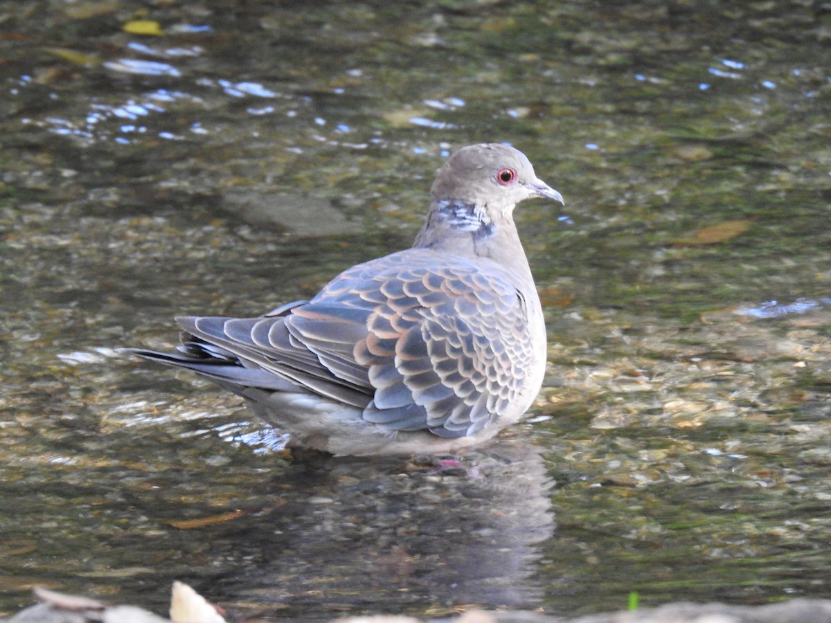 Горлиця велика - ML646038556