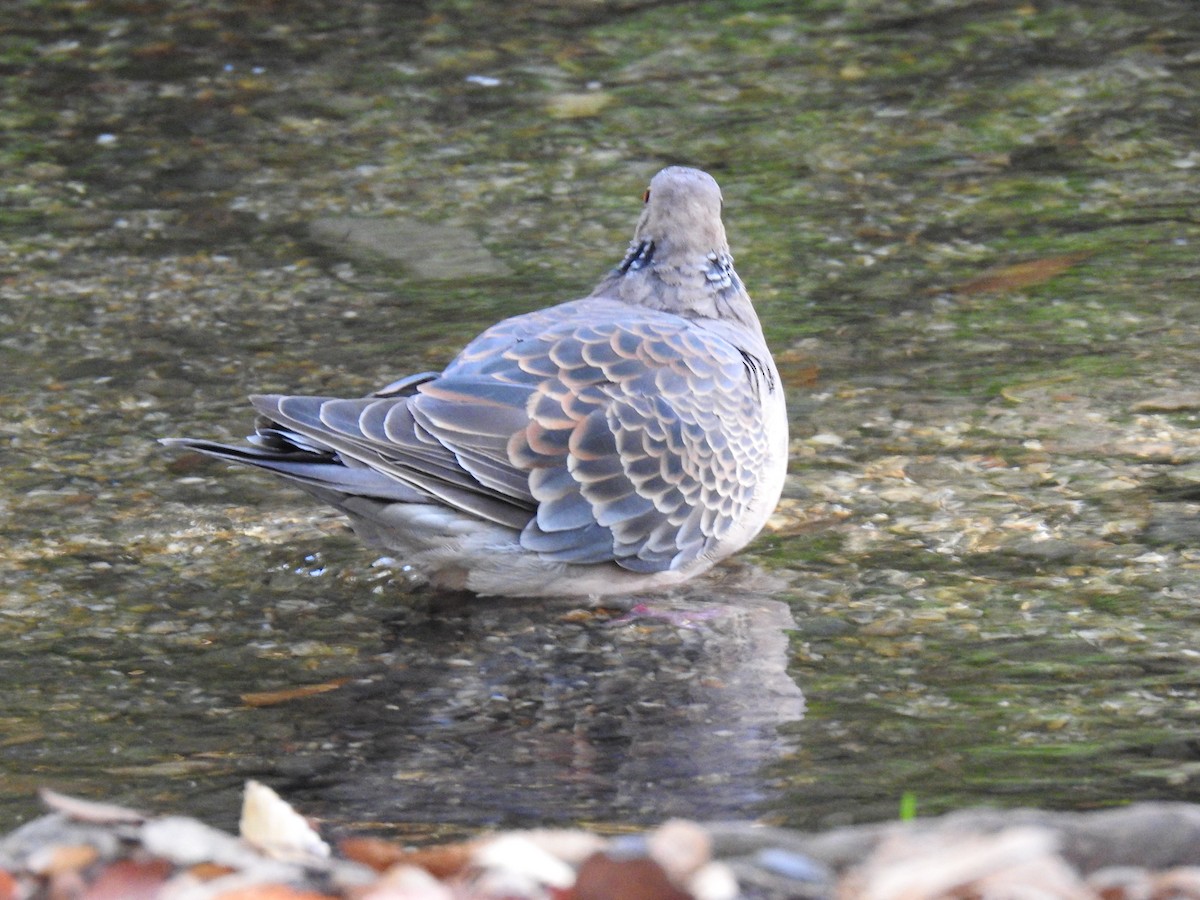 Горлиця велика - ML646038557