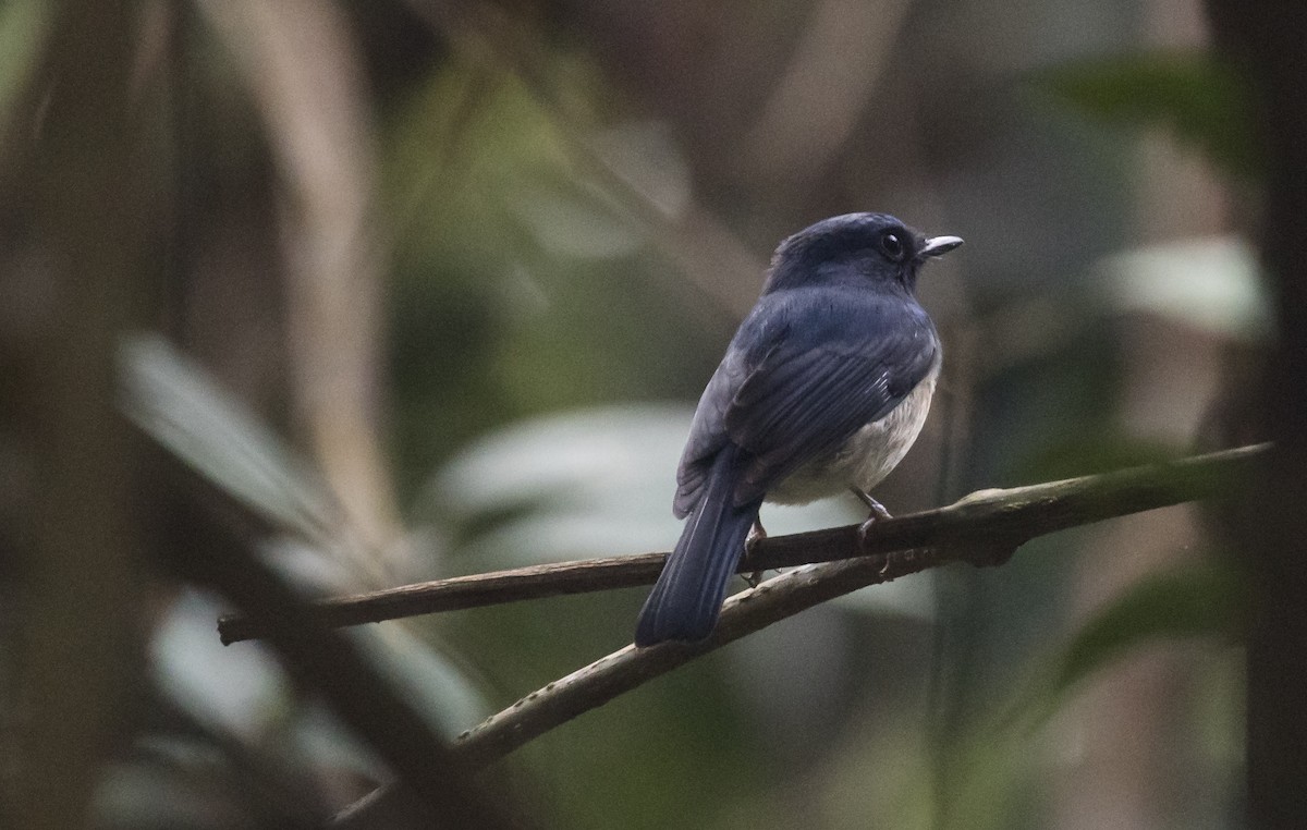 Hainanblauschnäpper - ML646038560