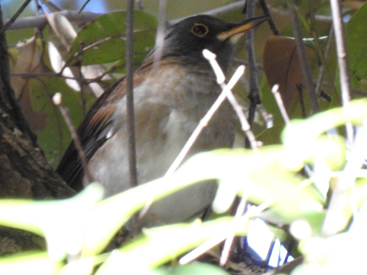 Дрізд блідий - ML646038561