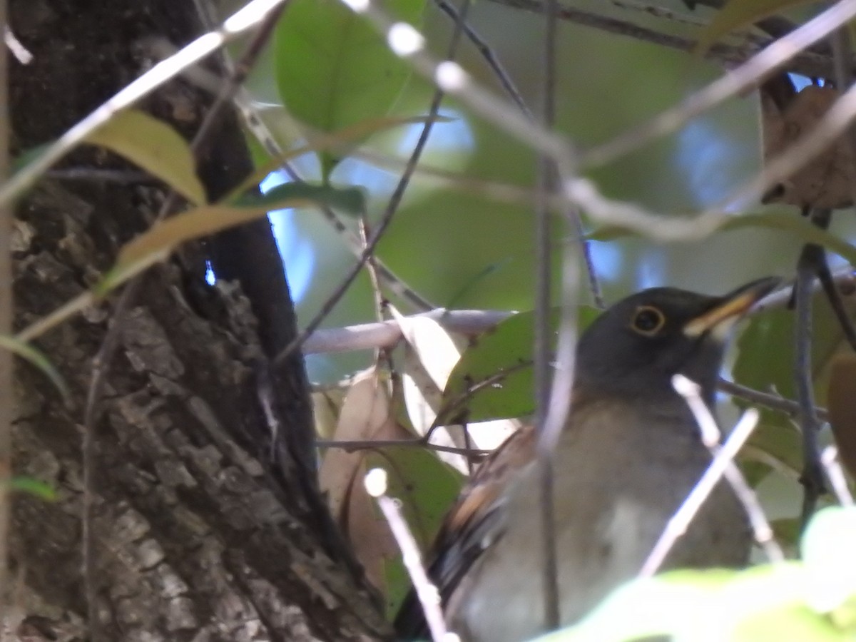 Дрізд блідий - ML646038562