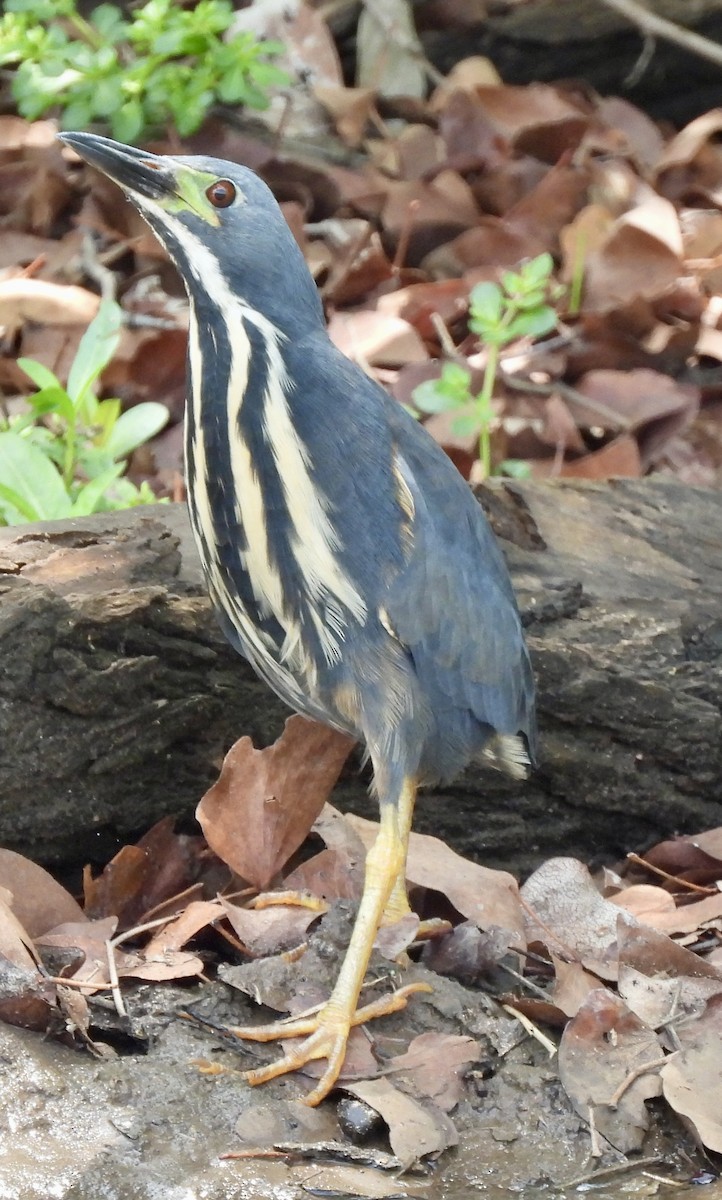 Kurşuni Küçük Balaban - ML646038563