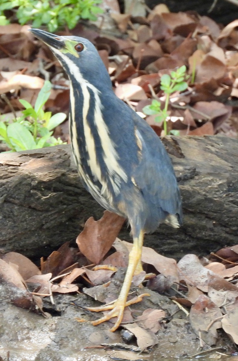 Kurşuni Küçük Balaban - ML646038564