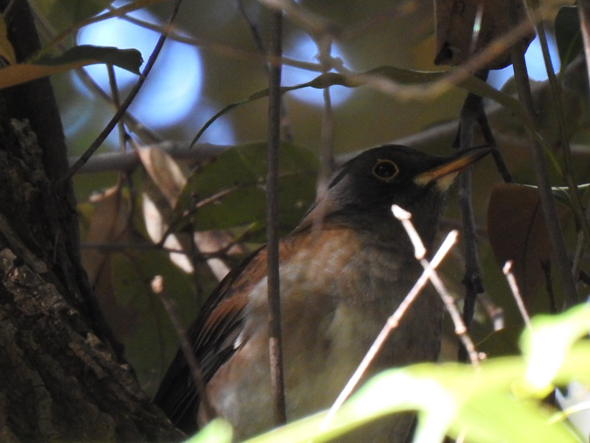 Дрізд блідий - ML646038565