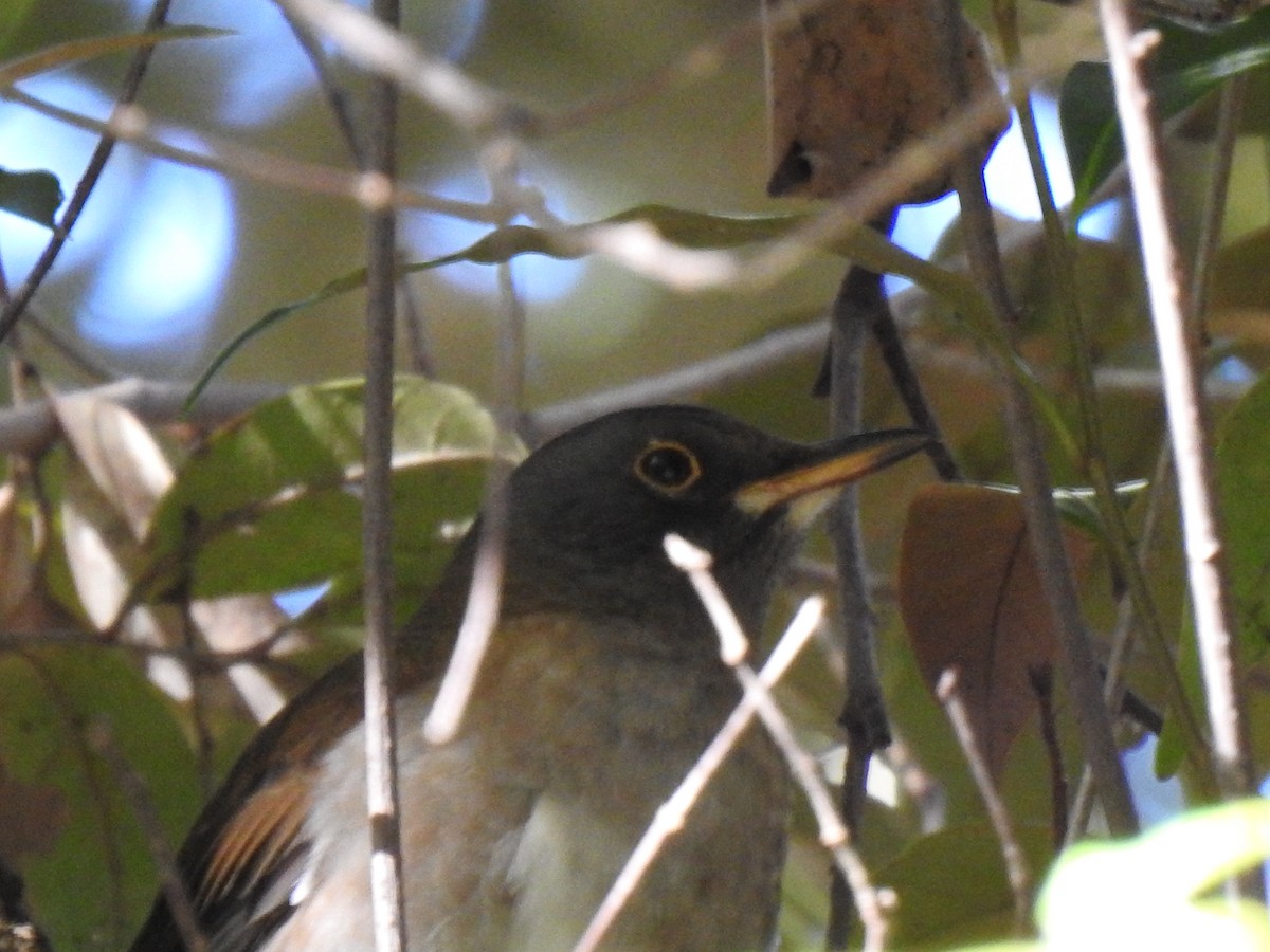 Дрізд блідий - ML646038566