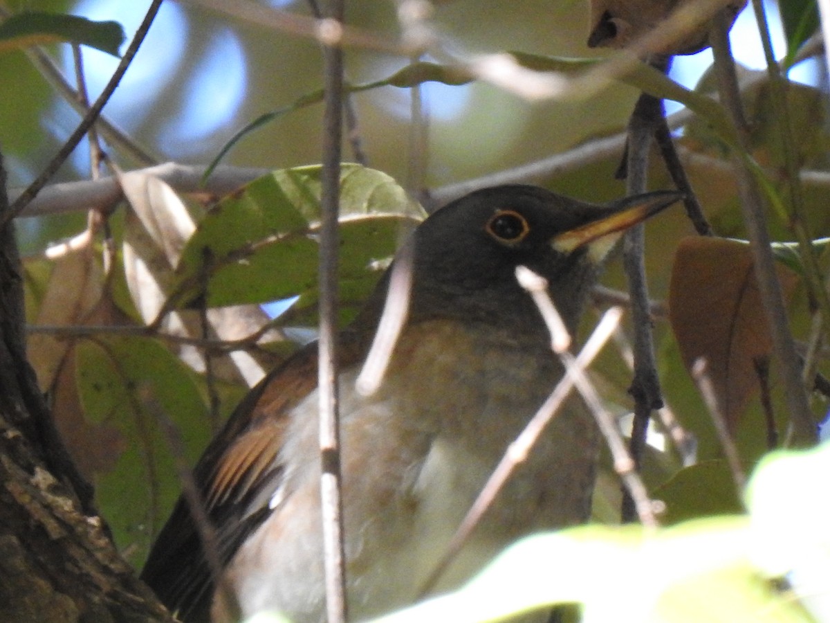 Дрізд блідий - ML646038568