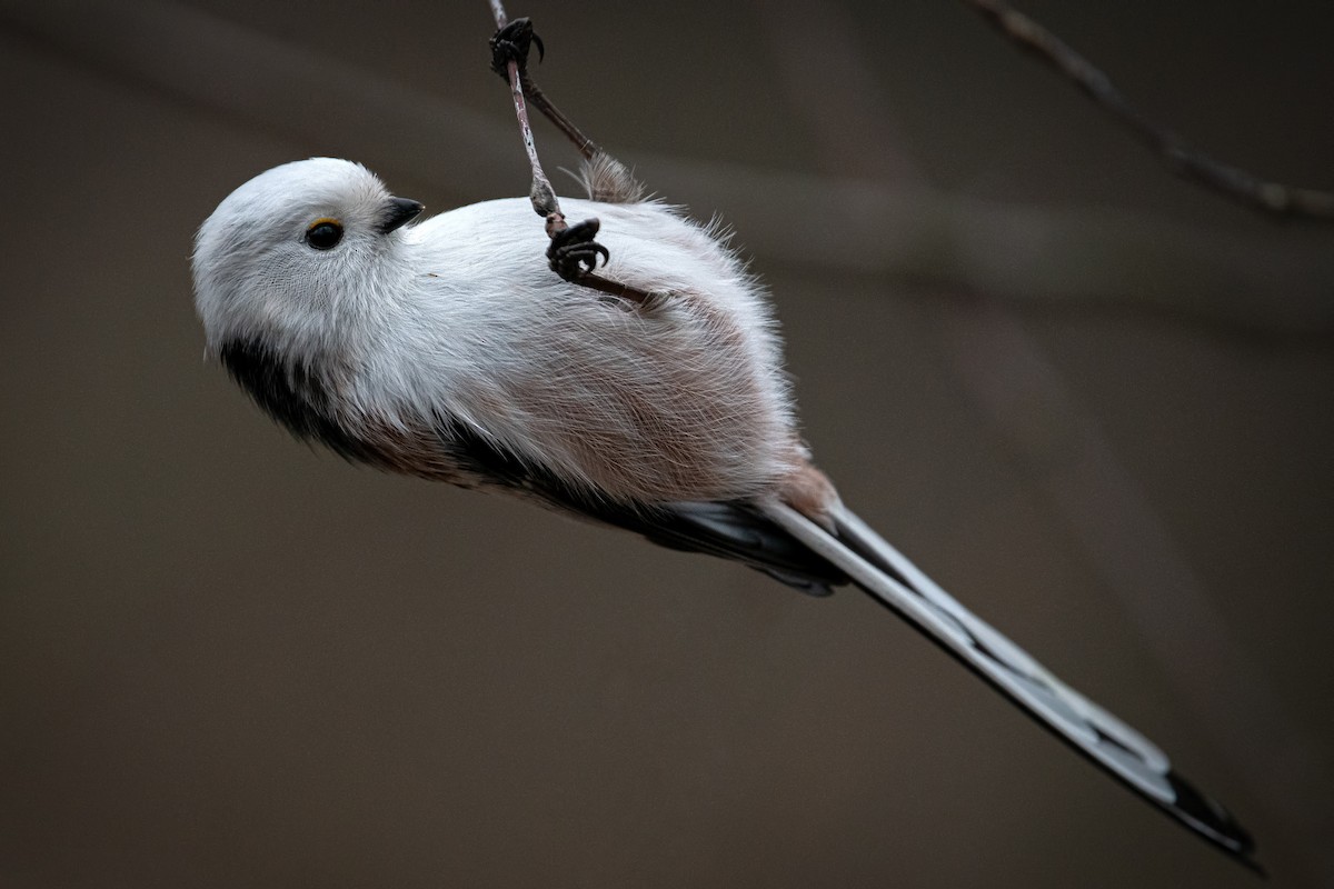 mlynařík dlouhoocasý - ML646038569