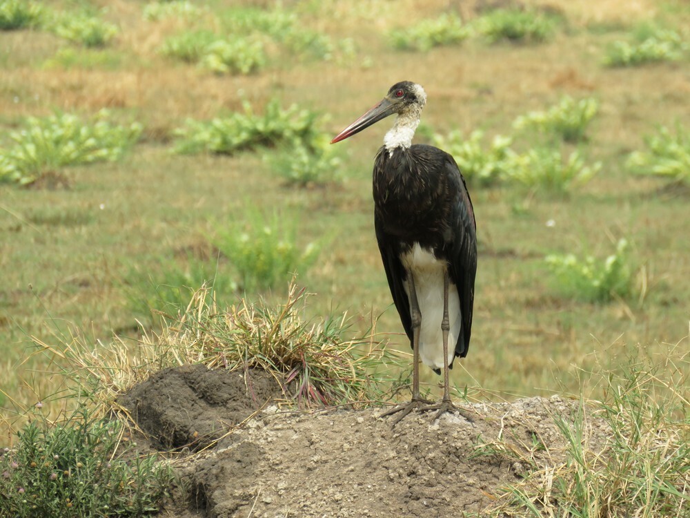 African Woolly-necked Stork - ML646038578