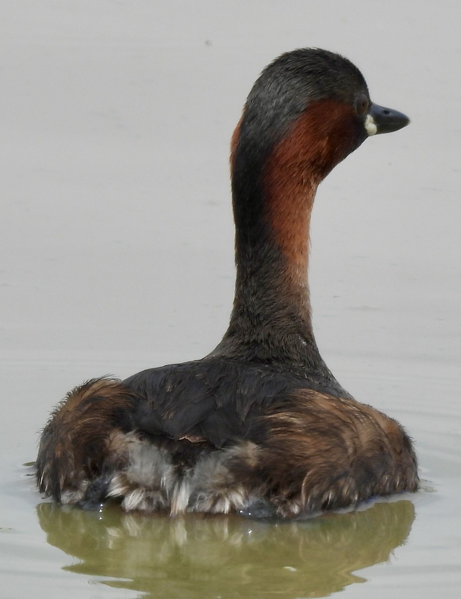 Txilinporta txikia - ML646038582