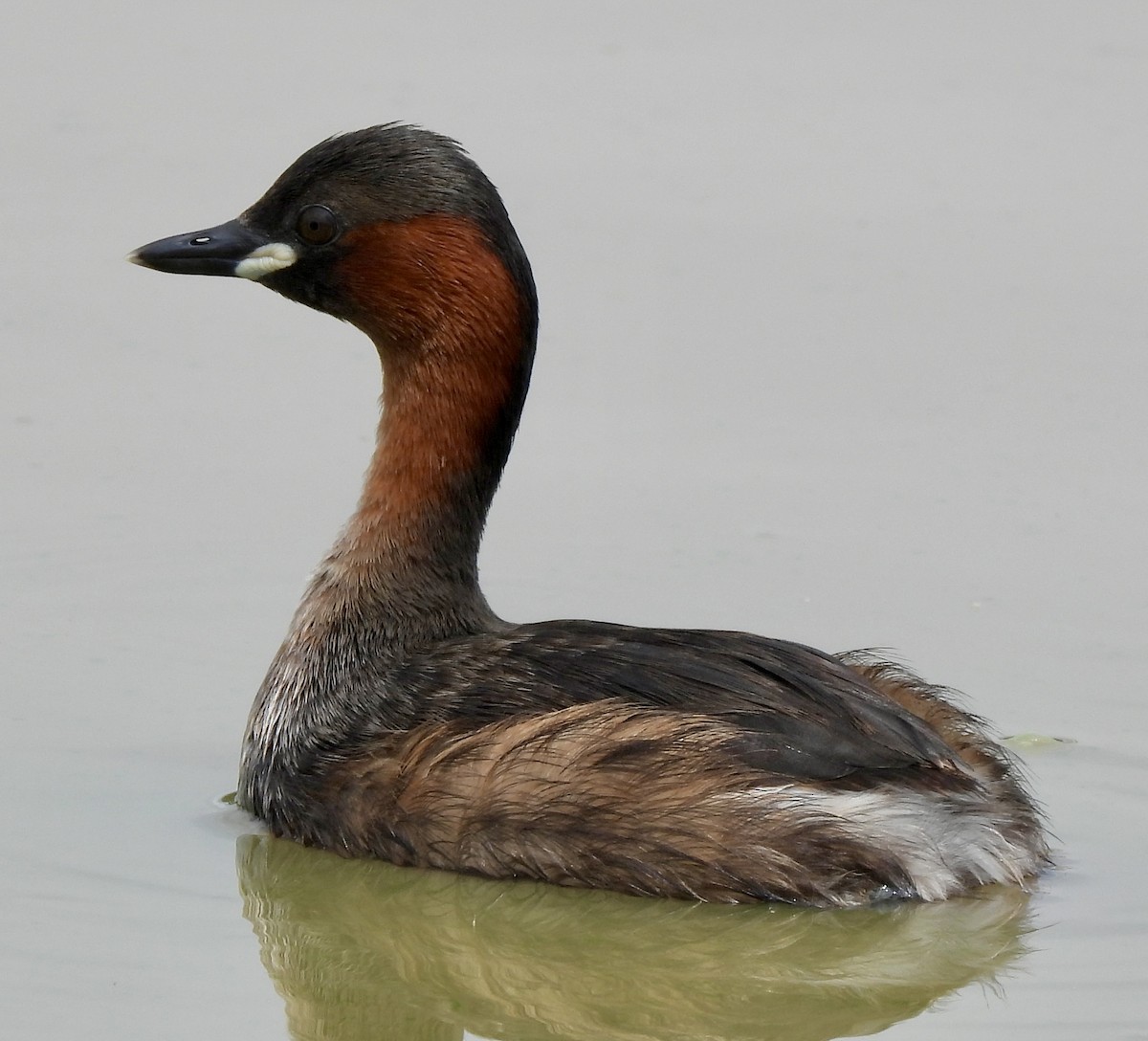 Txilinporta txikia - ML646038583