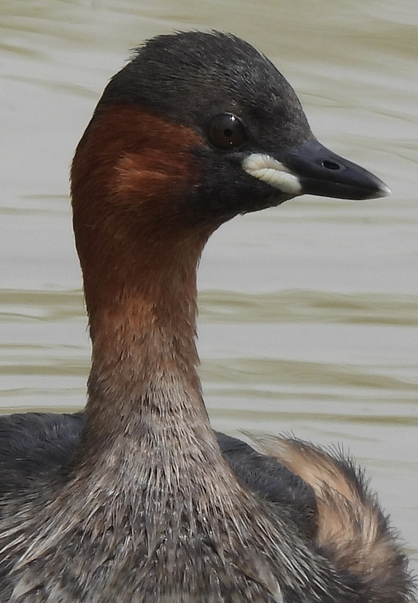 Txilinporta txikia - ML646038584