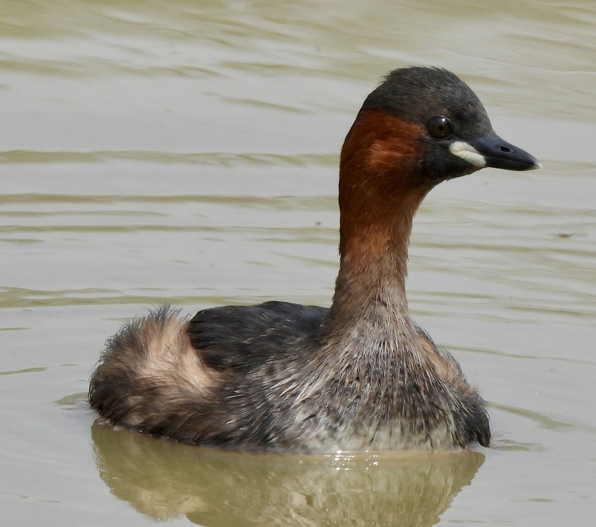 Txilinporta txikia - ML646038585