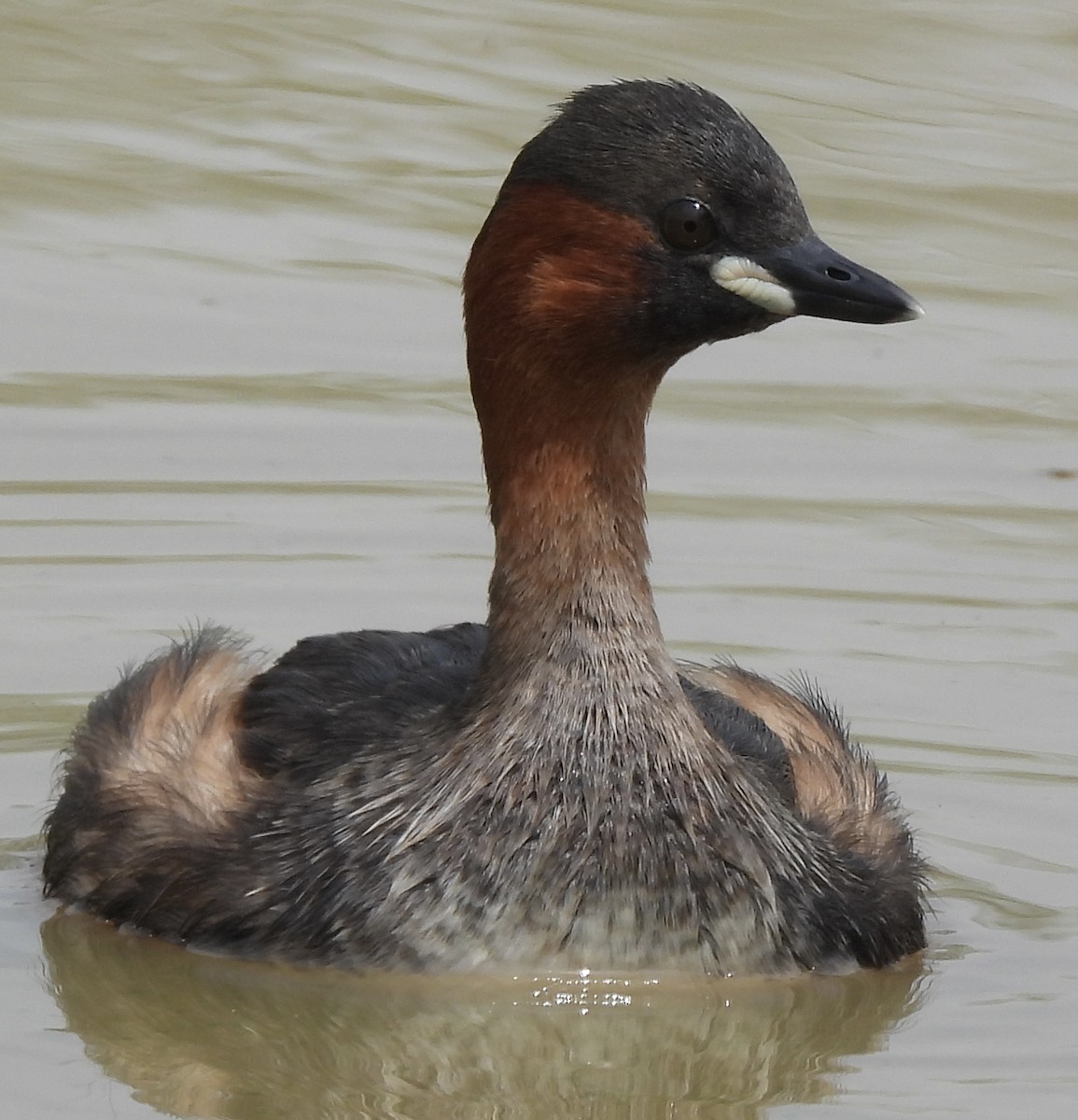 Txilinporta txikia - ML646038586