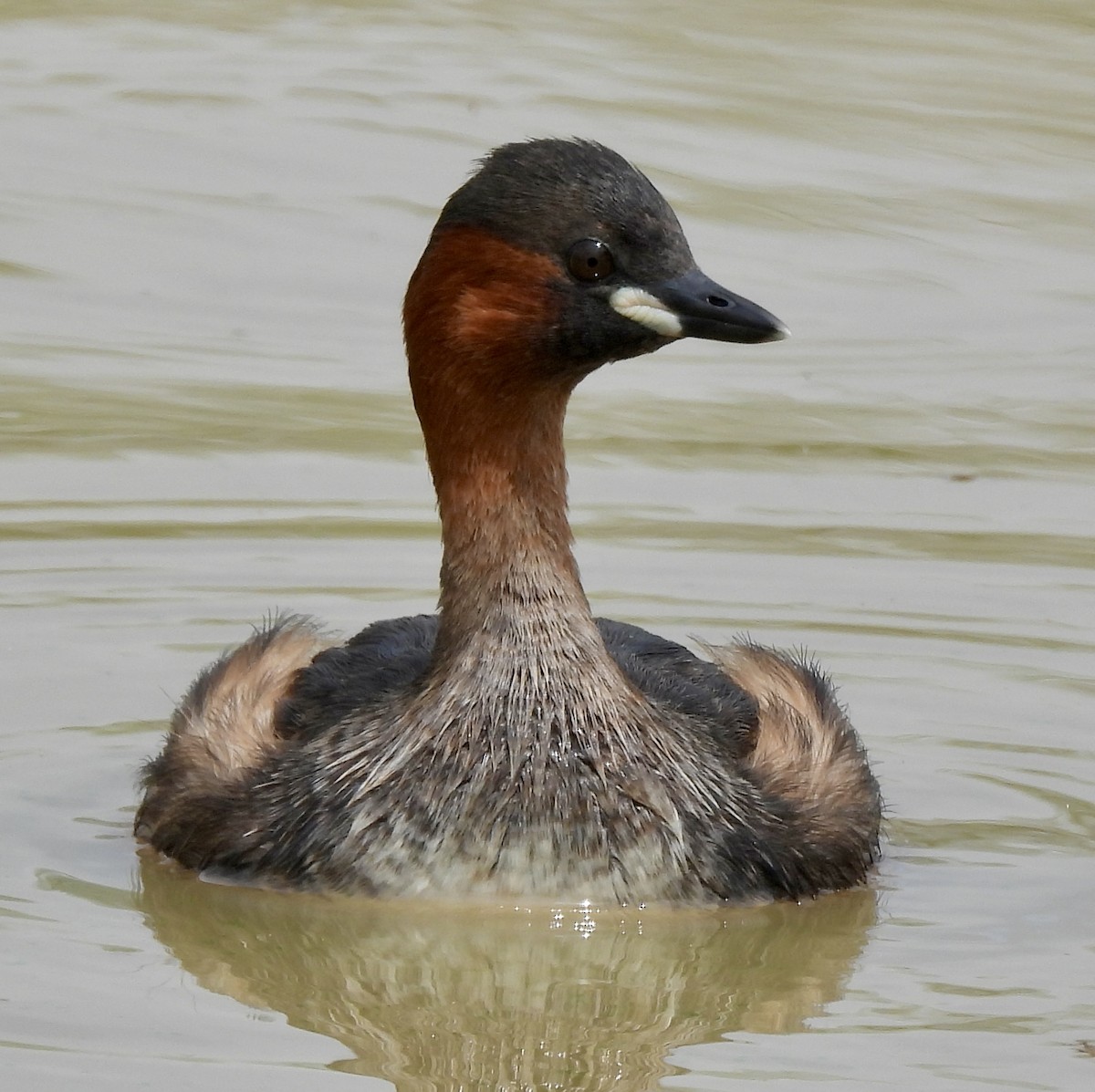 Txilinporta txikia - ML646038587