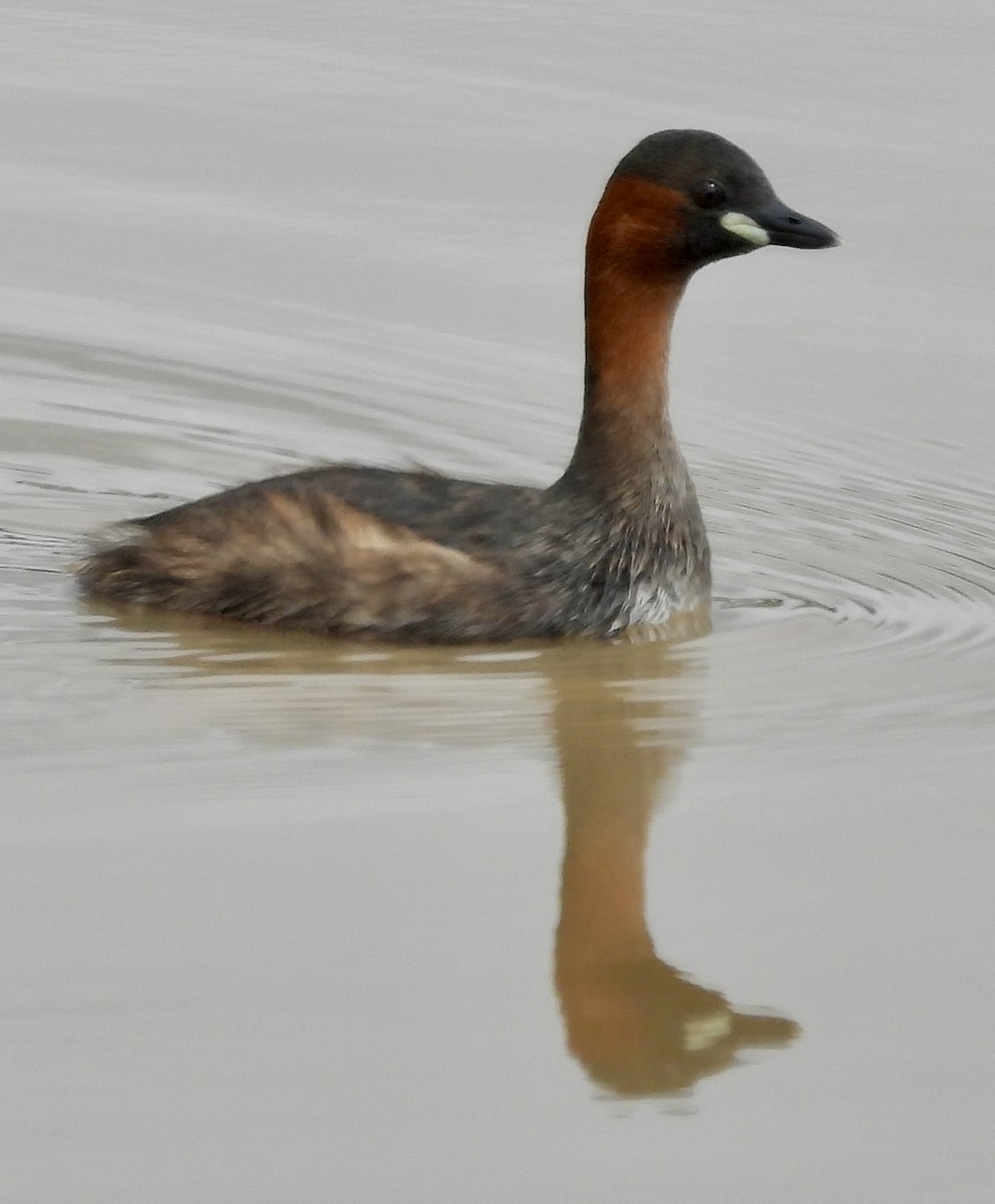 Txilinporta txikia - ML646038588