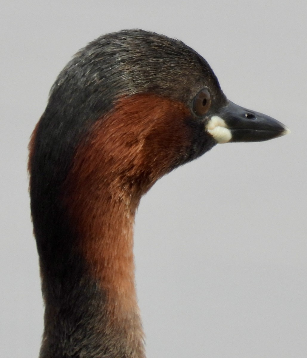 Txilinporta txikia - ML646038589