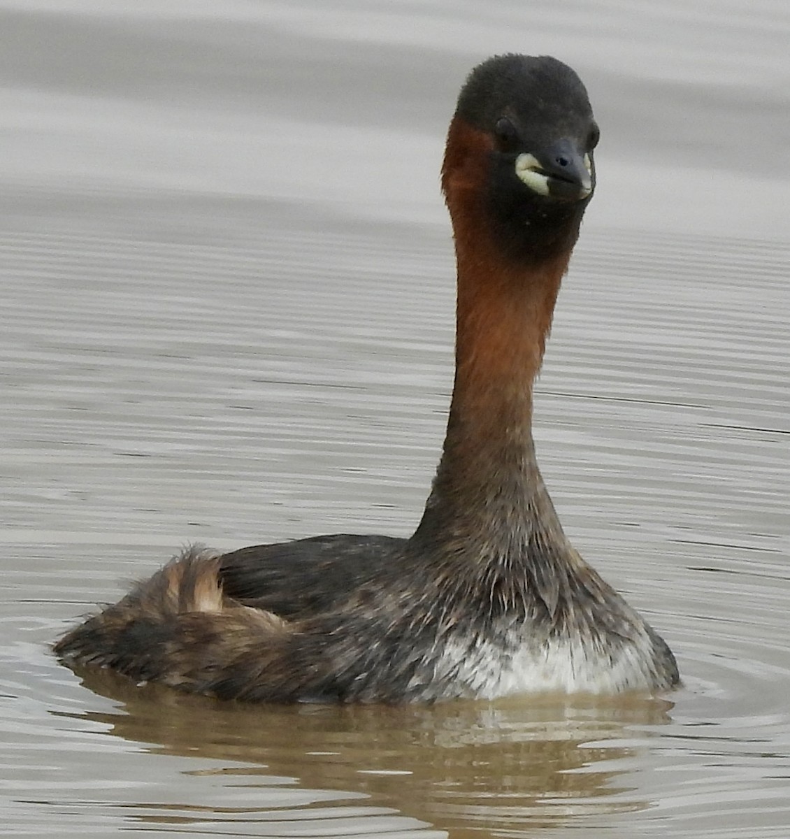 Txilinporta txikia - ML646038590