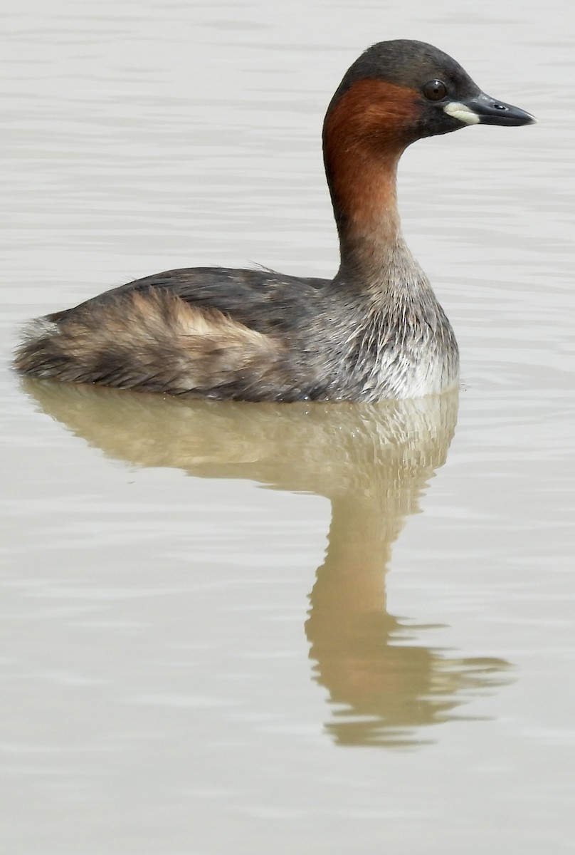 Txilinporta txikia - ML646038591