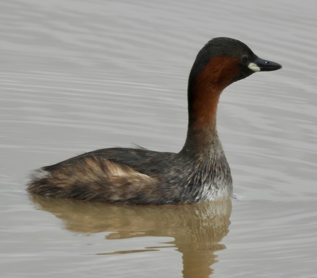 Txilinporta txikia - ML646038592