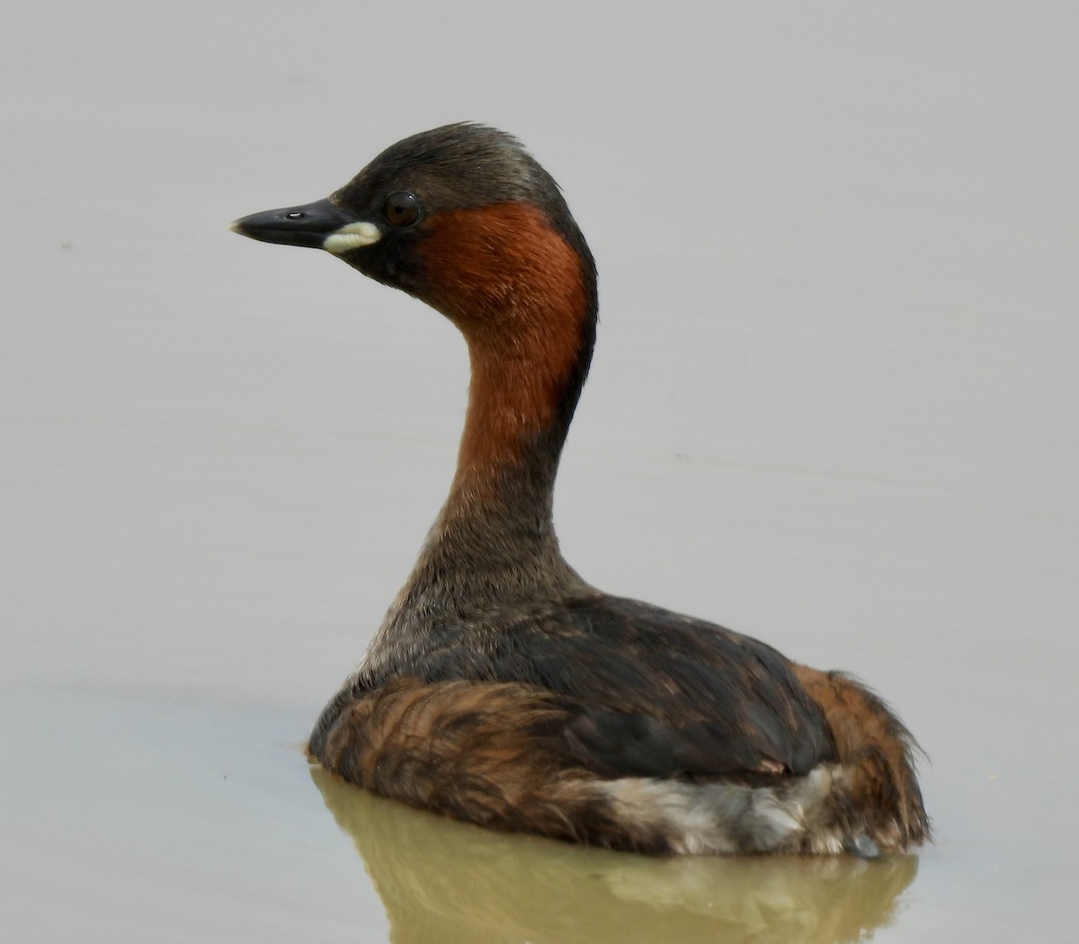 Txilinporta txikia - ML646038593