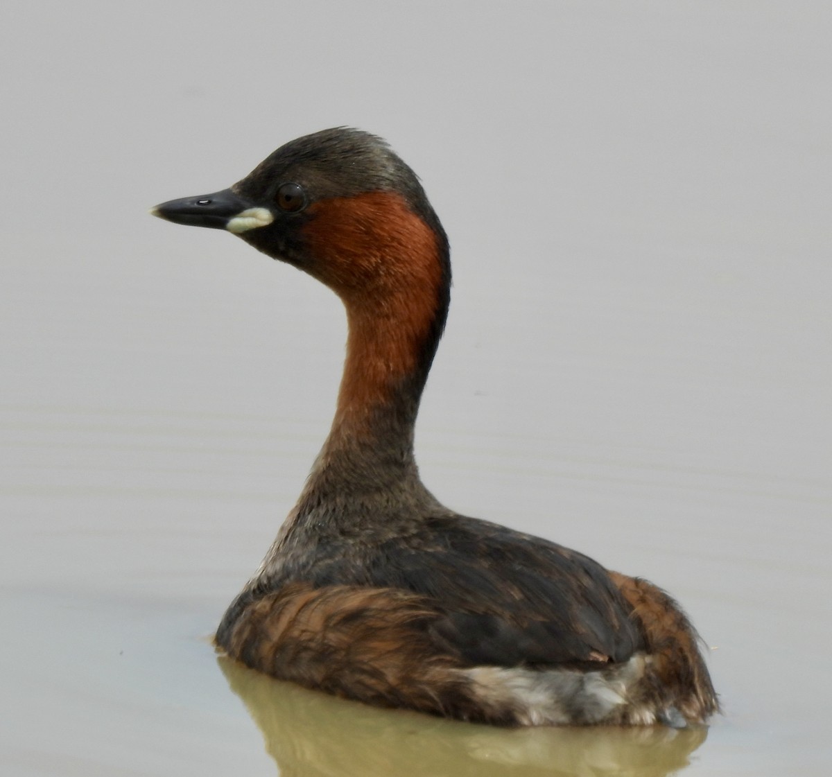 Txilinporta txikia - ML646038594