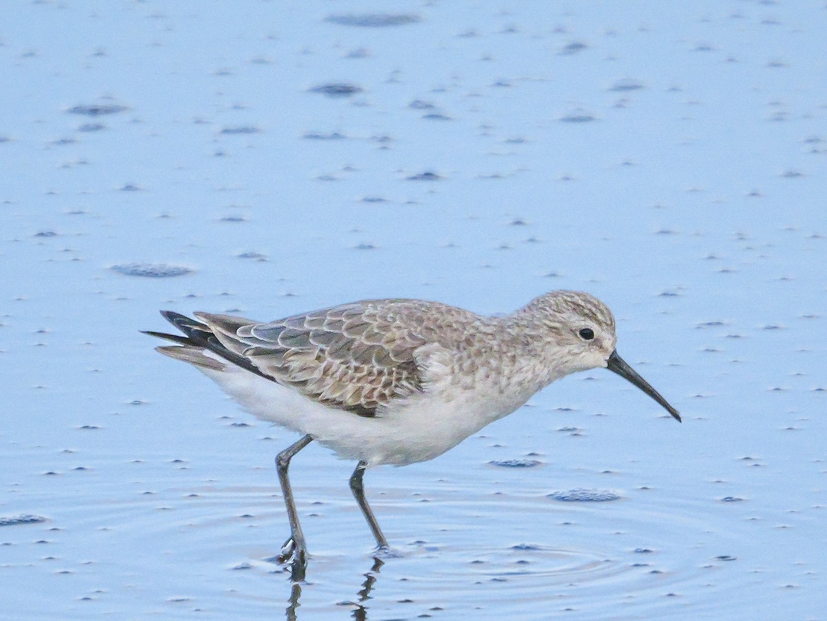 Txirri kurlinta - ML646038596