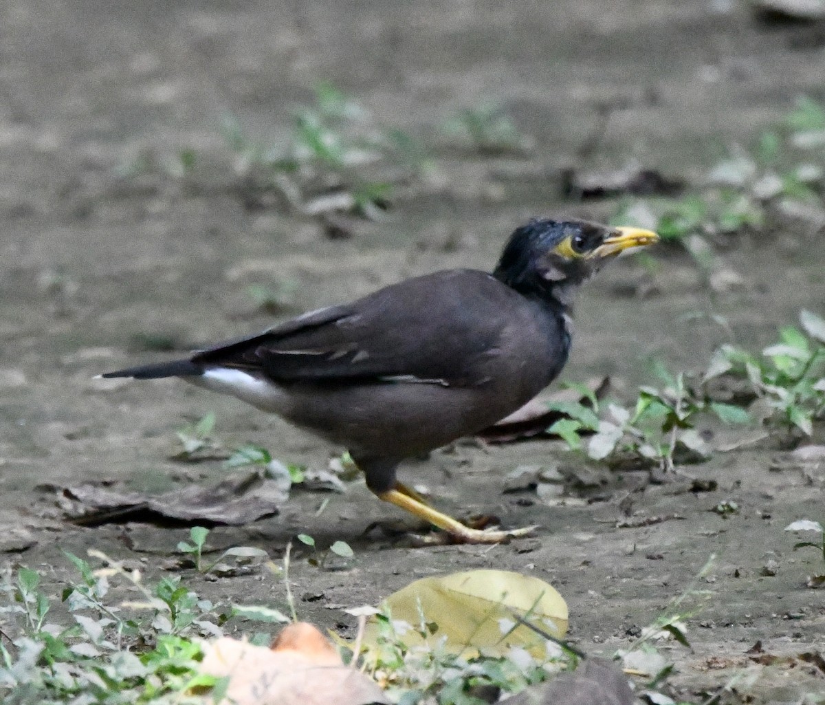 Hartxori tristea - ML646038598