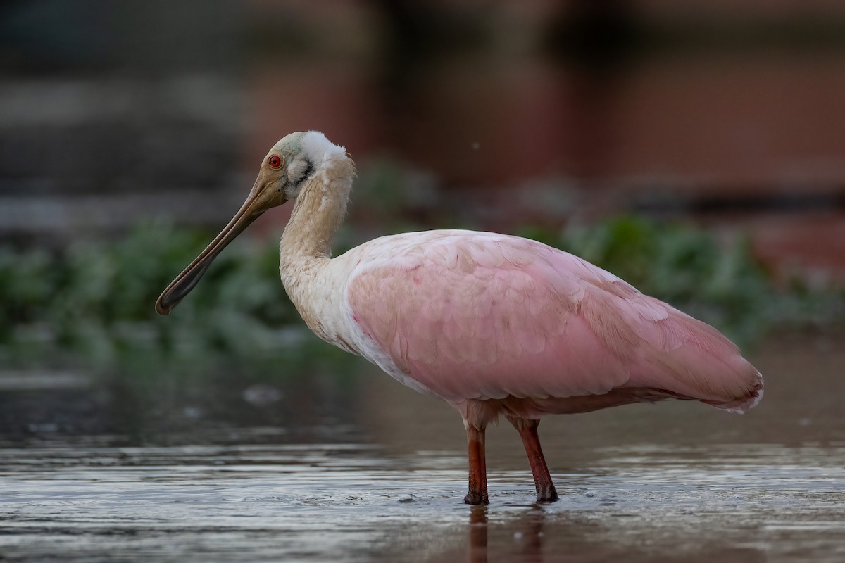 Mokozabal arrosa - ML646038599